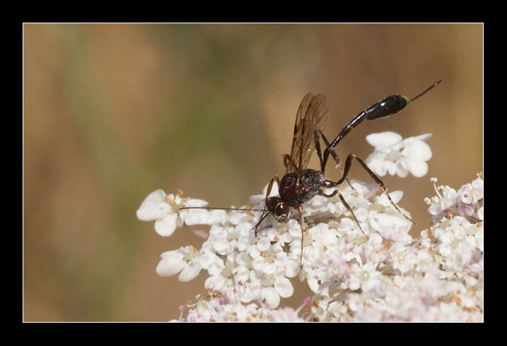 Anomalon cruentatum e Gasteruption spp.