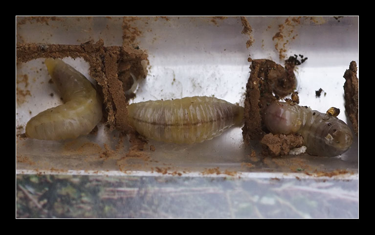 Foto di larvae... fra le foto