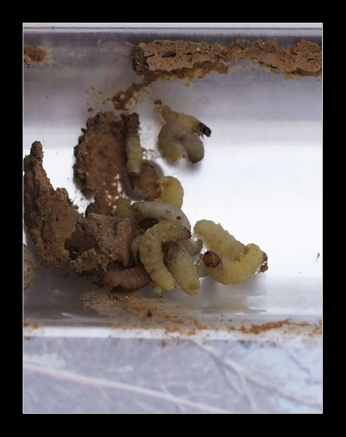 Foto di larvae... fra le foto