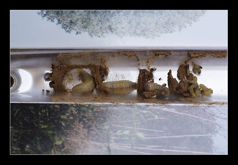Foto di larvae... fra le foto