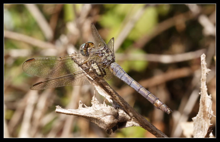 Orthetrum coerulescens