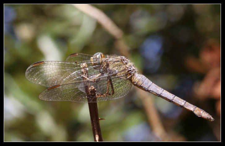 Orthetrum coerulescens