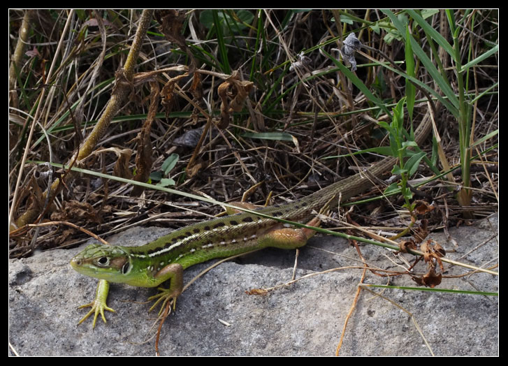 Ramarro - Lacerta bilineata