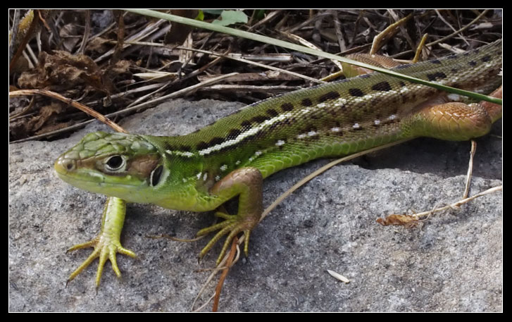 Ramarro - Lacerta bilineata