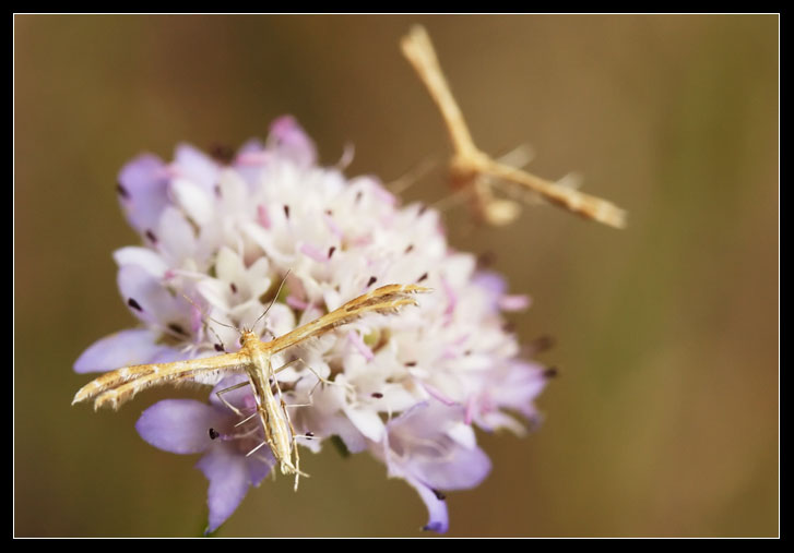 Pterophoridae