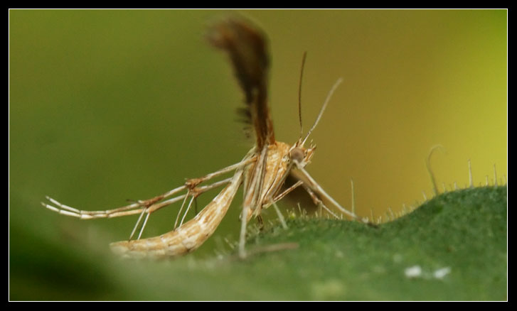 Pterophoridae