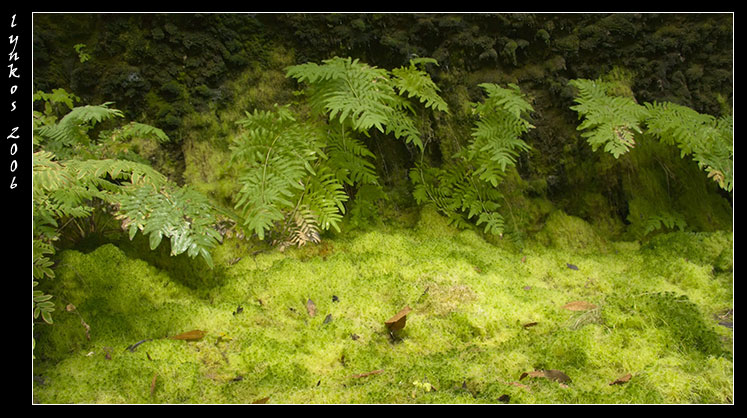 Muschio tappeto da Monterano