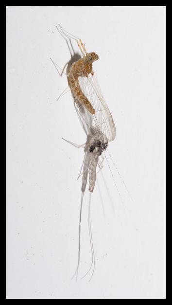 Ephemeroptera cambia pelle