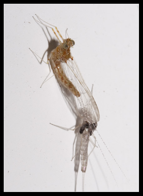Ephemeroptera cambia pelle