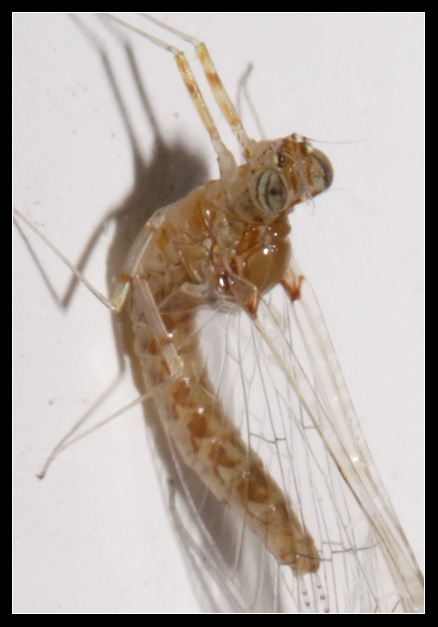 Ephemeroptera cambia pelle