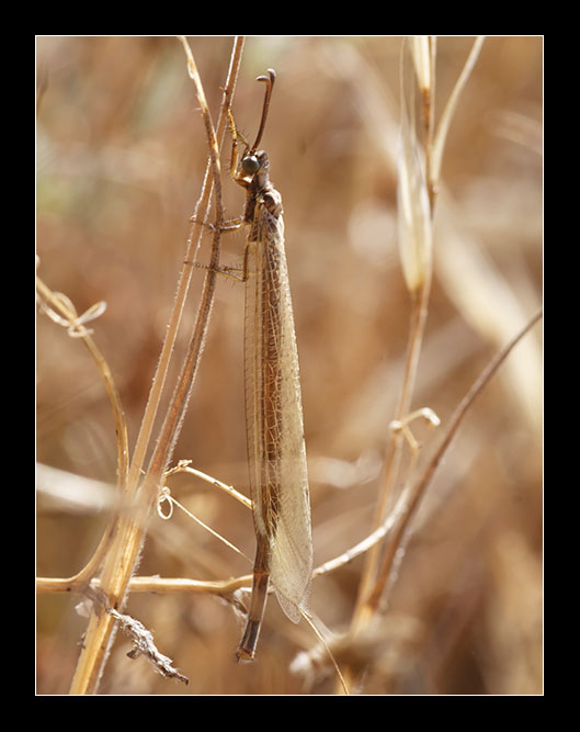 Creoleon corsicus