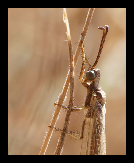 Creoleon corsicus