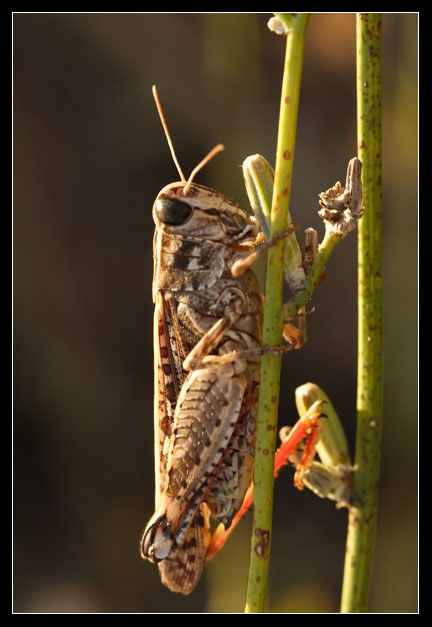 Orthoptera da determinare