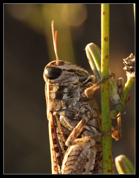 Orthoptera da determinare