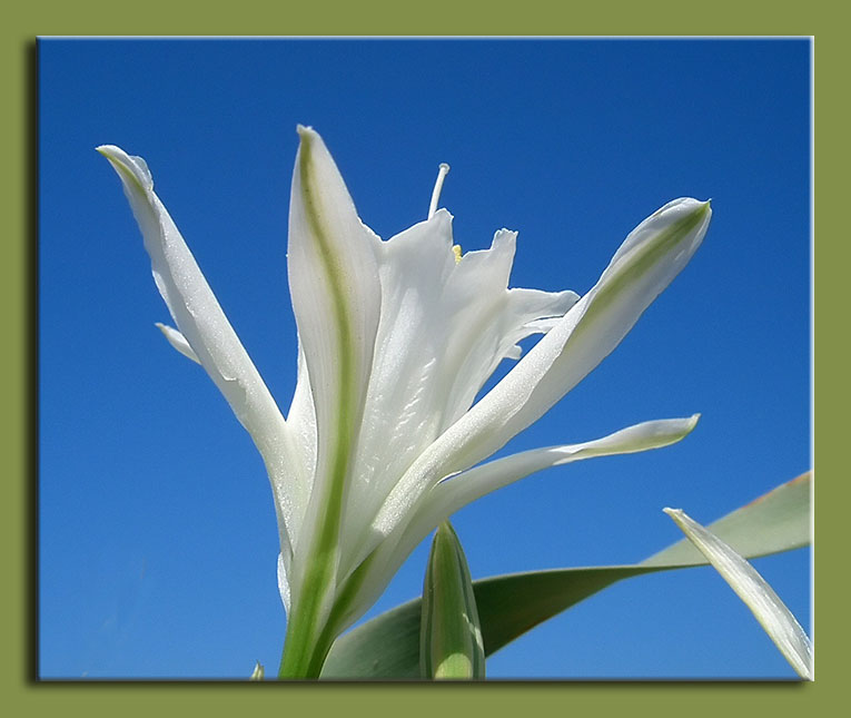 Pancratium maritimum / Giglio di mare, Pancrazio