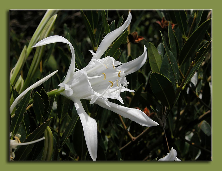 Pancratium maritimum / Giglio di mare, Pancrazio