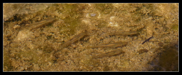Pesci da Rio Fiume (Tolfa): Leuciscus souffia