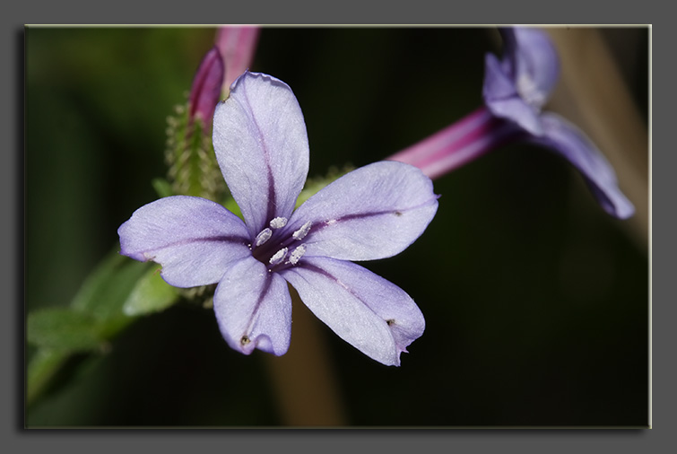 Plumbago europaea / Caprinella