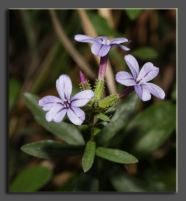 Plumbago europaea / Caprinella