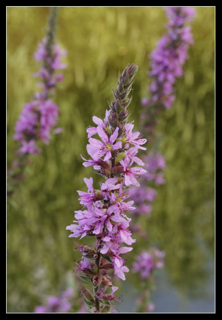 Lythrum salicaria / Salcerella comune