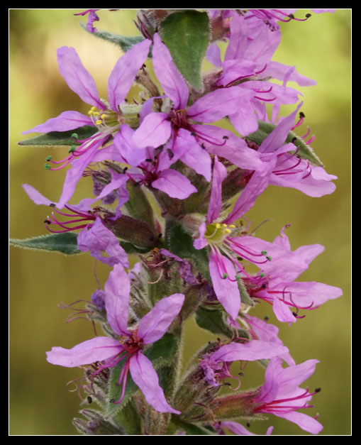 Lythrum salicaria / Salcerella comune