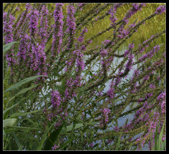 Lythrum salicaria / Salcerella comune