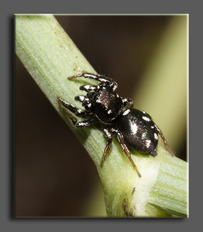 Heliophanus sp.