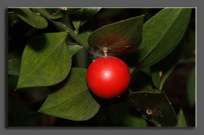 Ruscus aculeatus / Ruscolo pungitopo