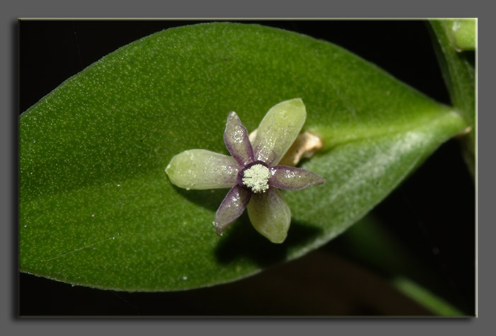 Ruscus aculeatus / Ruscolo pungitopo