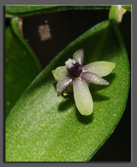 Ruscus aculeatus / Ruscolo pungitopo