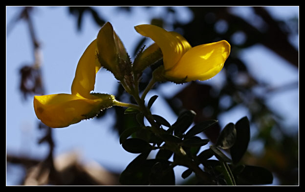 Adenocarpus complicatus / Ginestra ghiandolosa