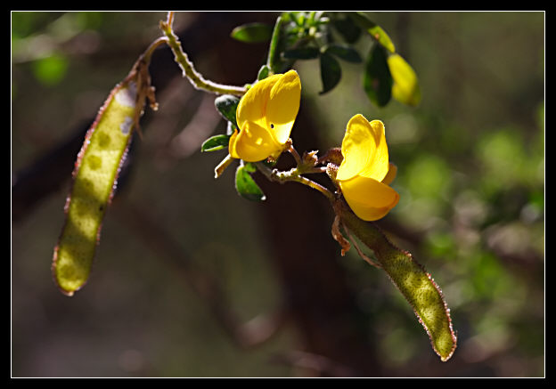 Adenocarpus complicatus / Ginestra ghiandolosa