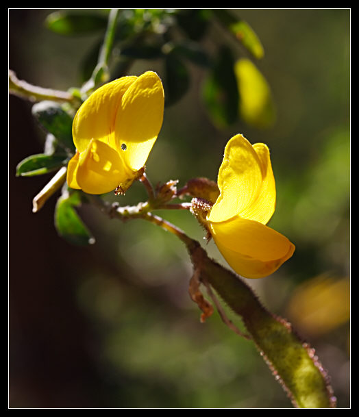 Adenocarpus complicatus / Ginestra ghiandolosa