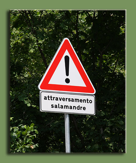 ma le salamandre sono scomparse?