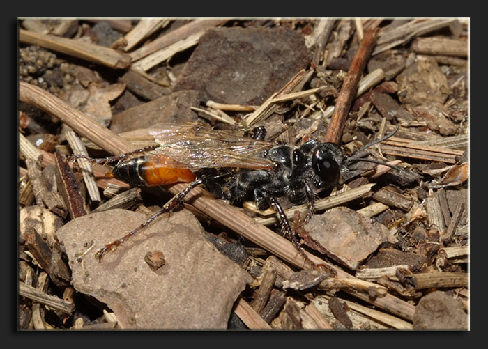 Sphecidae fra l''erba: Prionyx kirbii