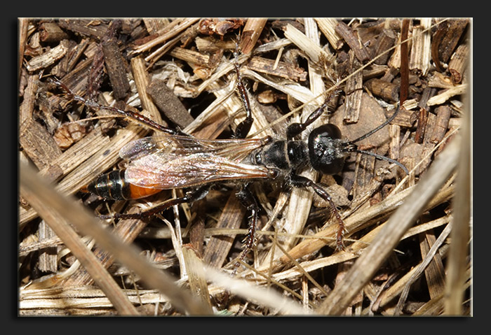 Sphecidae fra l''erba: Prionyx kirbii