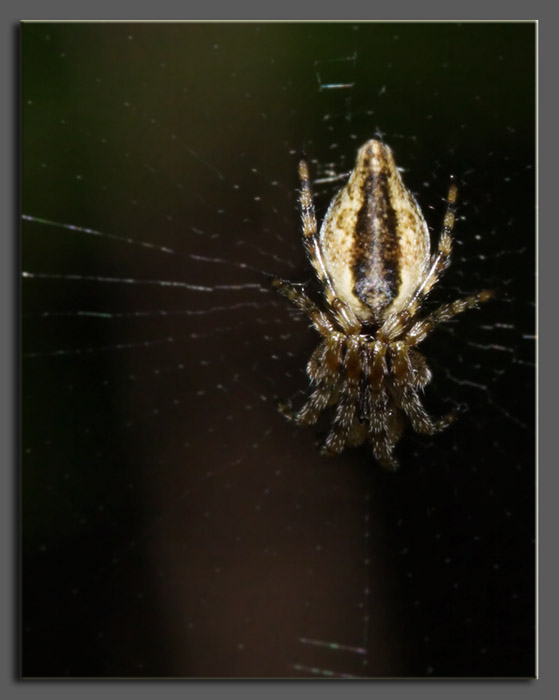 Cyclosa conica