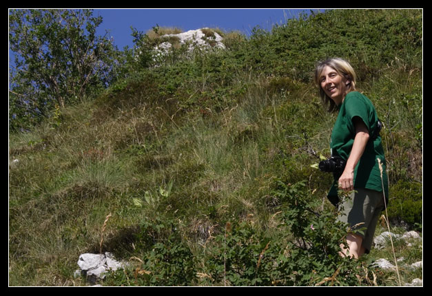 Leontopodium alpinum / Stella alpina