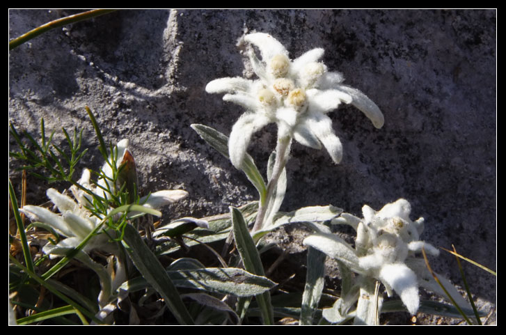 Leontopodium alpinum / Stella alpina