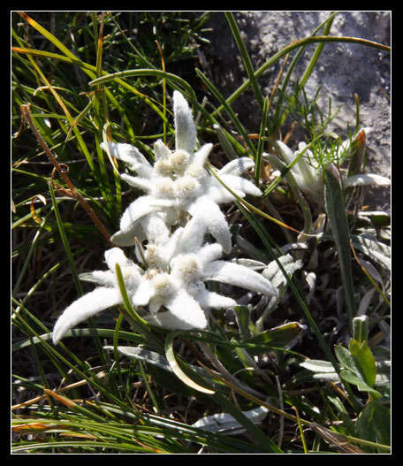 Leontopodium alpinum / Stella alpina