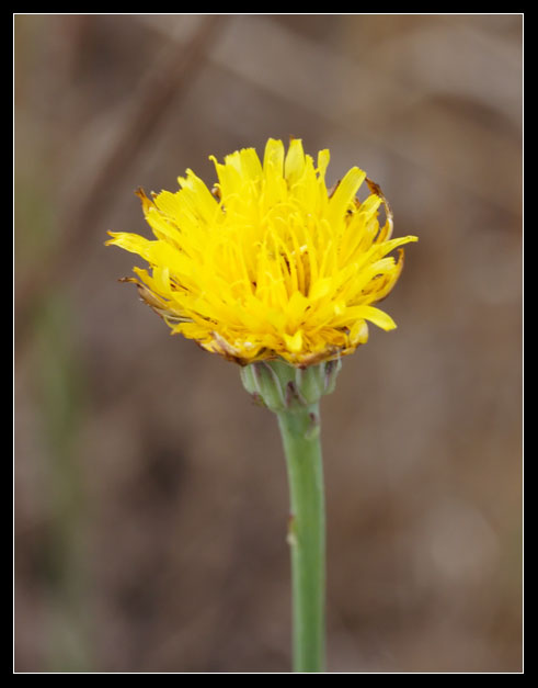 Hypochaeris radicata / Costolina giuncolina