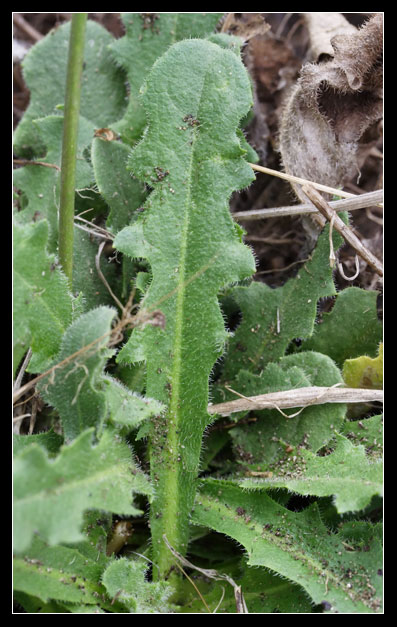 Hypochaeris radicata / Costolina giuncolina