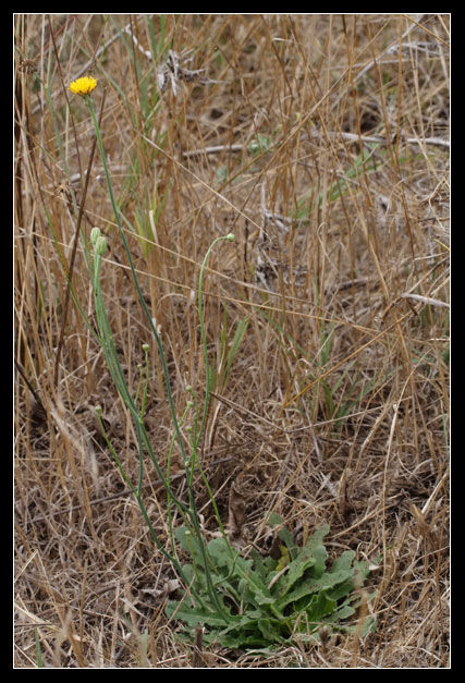 Hypochaeris radicata / Costolina giuncolina