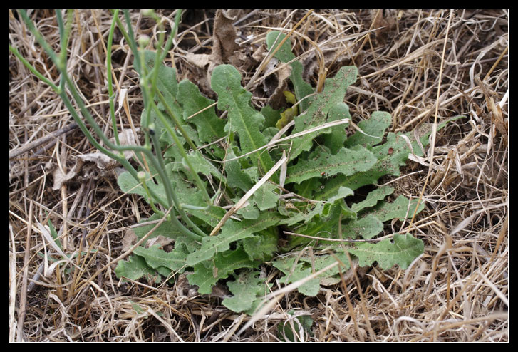 Hypochaeris radicata / Costolina giuncolina