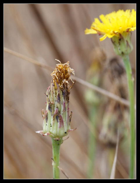 Hypochaeris radicata / Costolina giuncolina