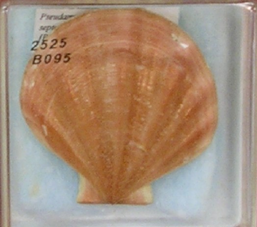 un salto a Collesalvetti ...