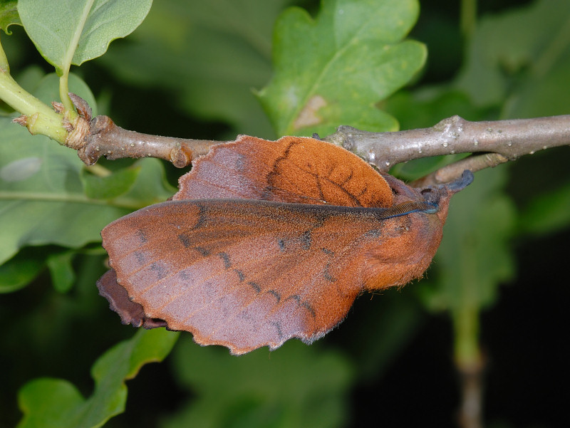 Gastropacha quercifolia (Lepidoptera Lasiocampidae)