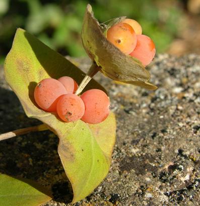 Lonicera implexa / Caprifoglio mediterraneo