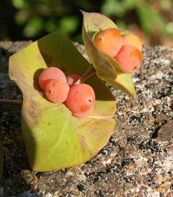 Lonicera implexa / Caprifoglio mediterraneo