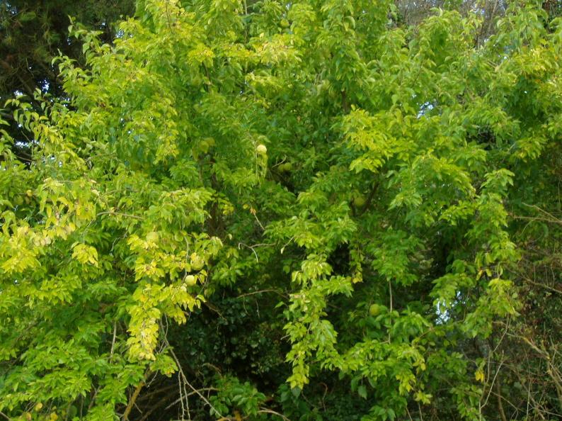 Maclura pomifera / Maclura